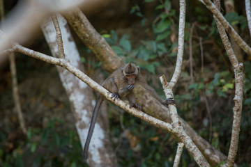 A cute monkey lives in a natural forest of Thailand.