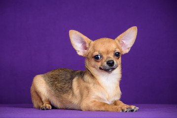 red puppy on purple background