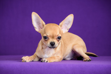 red puppy on purple background