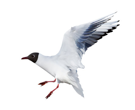 isolated small flying black headed gull