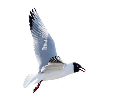 flying black headed gull with open beak