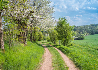 Fototapeta na wymiar idyllischer Feldweg im Frühling
