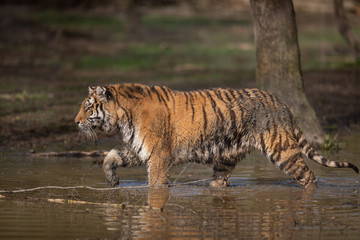 Obraz na płótnie Canvas Tiger Animal
