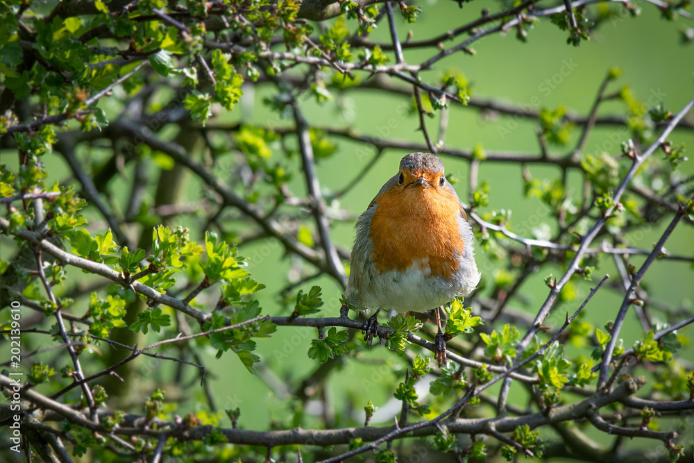 Poster A robin perched in a hedge on a branch staring forward at the camera looking into lens surrounded by branches