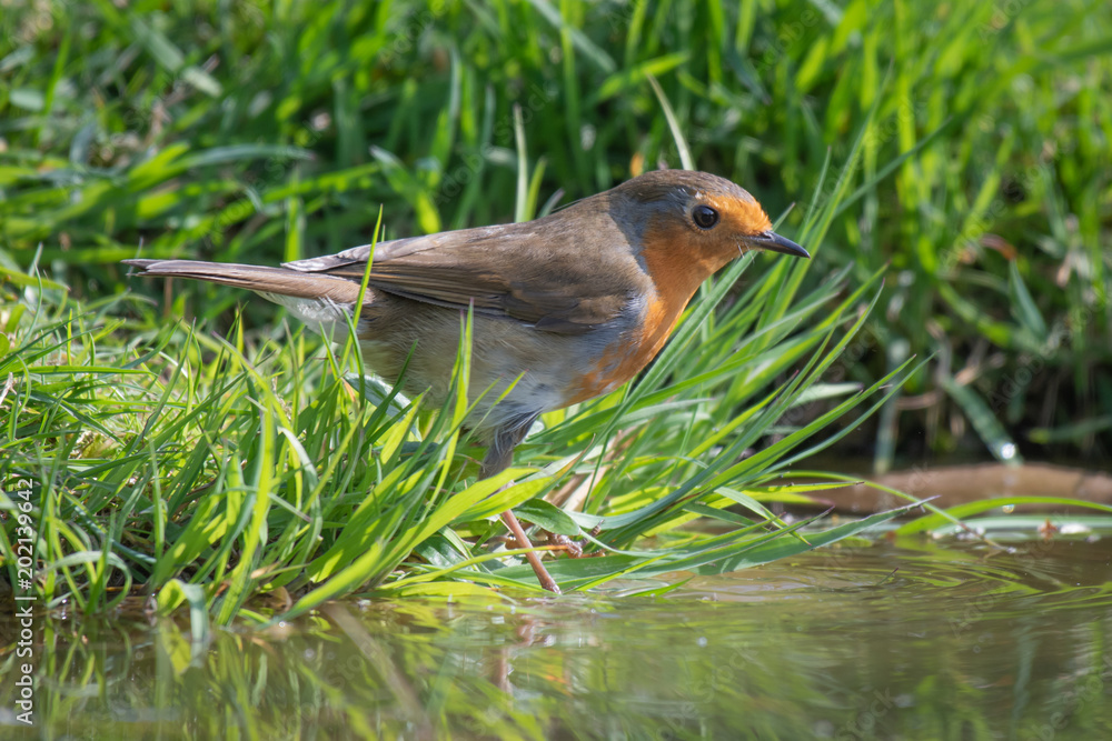 Poster a robin standing on the grass at the edge of a pond pool staring intently into the water surrounded 