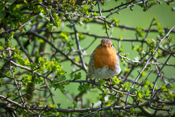 A robin perched in a hedge on a branch staring forward at the camera looking into lens surrounded by branches