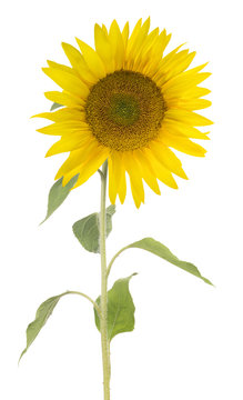 large single sunflower on white