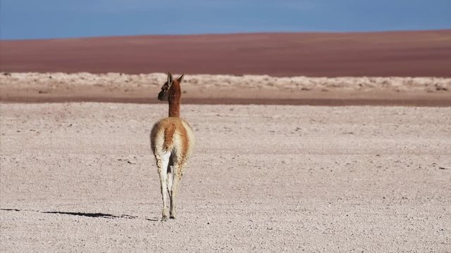 Vicuna (Vicugna vicugna) in the wild. Desert of Altiplano, Bolivia