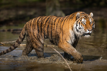 Plakat Tiger Animal