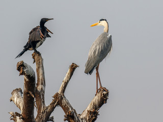 Grey heron and cormorant sitting on tree