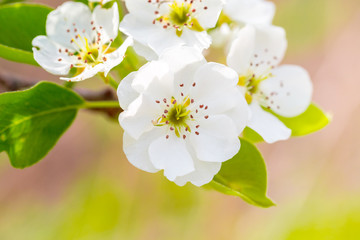 Cherry blossom in spring