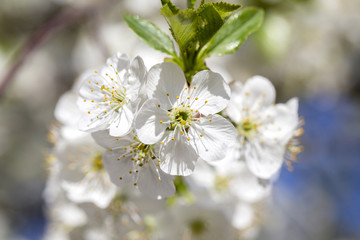 White flowers of the cherry blossoms on a spring day over blue sky background. Flowering fruit tree in Ukraine