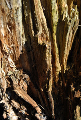 Old cracks ramshackle tree trunk texture, blurry background, vertical close up detail