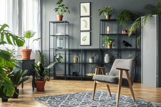 Elegant, gray living room interior with plants on metal racks standing against dark wall with molding behind a vintage armchair
