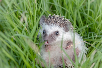 cute hedgehog lying in garden