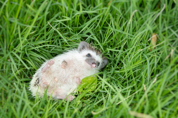 cute hedgehog lying in garden