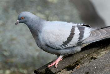 Feral pigeon on house roof looking for food.