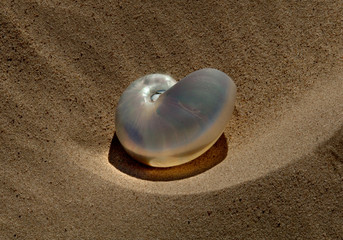 Shell and Sand, Imperial Sand Dunes, California 