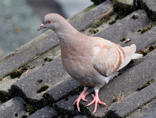 Feral pigeon on house roof looking for food.