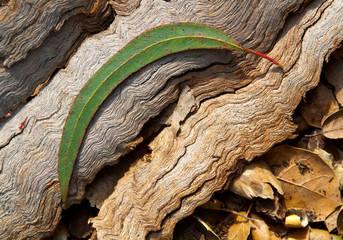 Eucalyptus leaf and bark