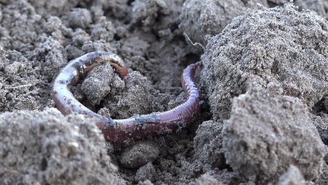 Earthworm crawls over the ground in the nature