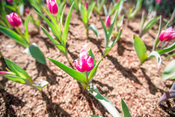 Convert tulip Colorful As part of the flower garden in Khon Kaen.