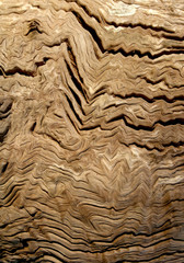 Chevron like folds in tree trunk, Wood abstract