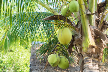 Big green coconut on tree.