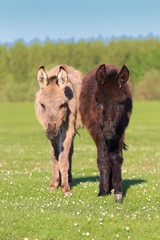 Two donkeys on the pasture