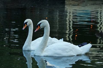 Fototapeta premium A beautiful pair of white swans floating on a pond