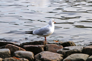 The seagull sits on the stone bank of the river