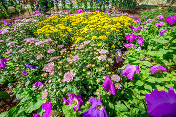 The flowers are large and beautiful people come to see. In khon kaen