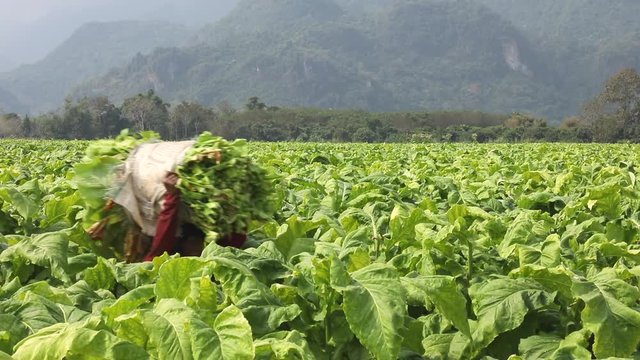 Farmer harvest tobacco in the field on nature green background