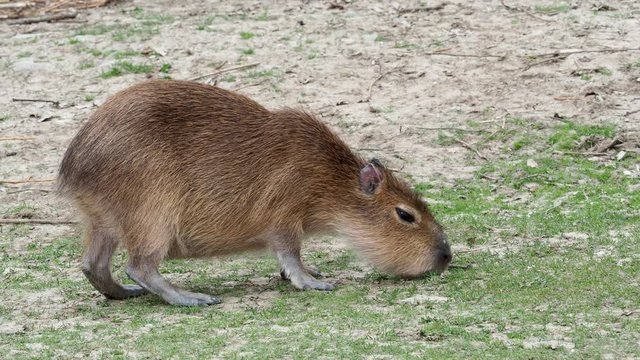 Capybara - Hydrochoerus hydrochaeris eats grass