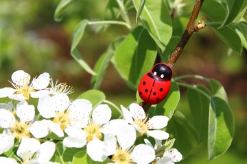 Marienkäfer im Birnbaum