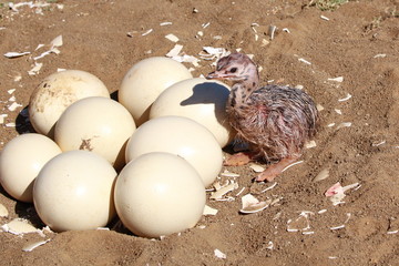 Straussen Baby am Nest mit Eiern  © Thula-Photography