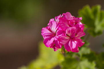 Pink geraniums in the morning