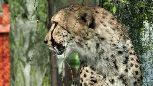 Cheetah portrait (Acinonyx jubatus). Resting Cheetah.