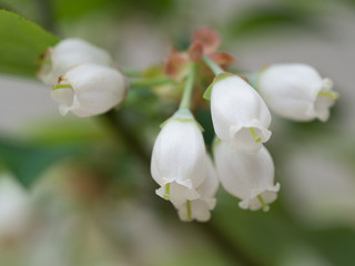 Fototapeta na wymiar ブルーベリーの花