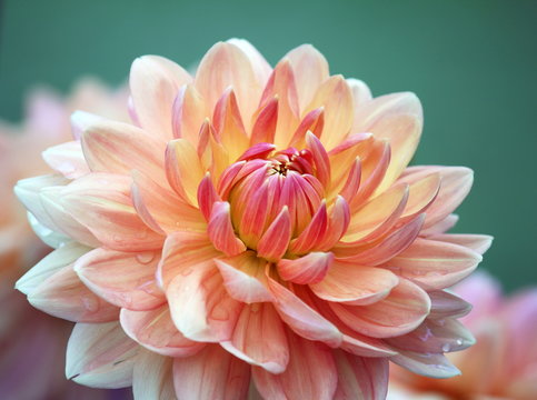 Closeup of a pastel colored dahlia flower 