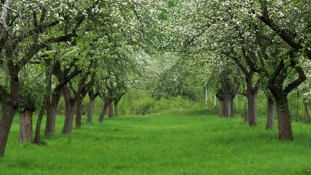 Cherry trees in a row.