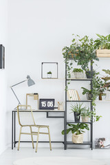 Plants in natural workspace interior