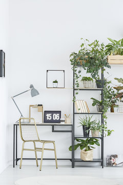 Plants in natural workspace interior