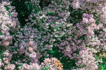 Erica canaliculata