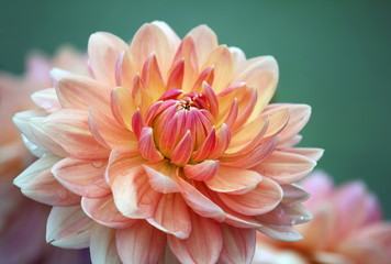 Nahaufnahme einer pastellfarbenen Dahlienblume