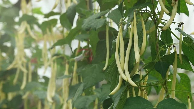 Close up of fresh white beans growing in the organic vegetable garden