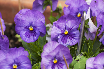 Viola cornuta, horned pansy