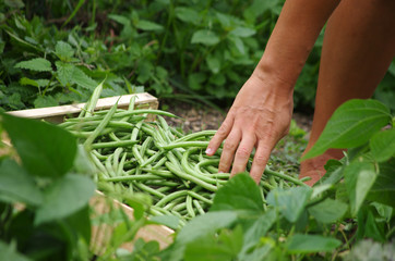 récolte de haricots au potager