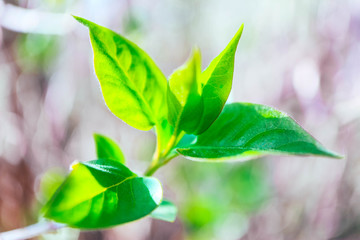 Green leaves buds, macro view, spring backdrop.