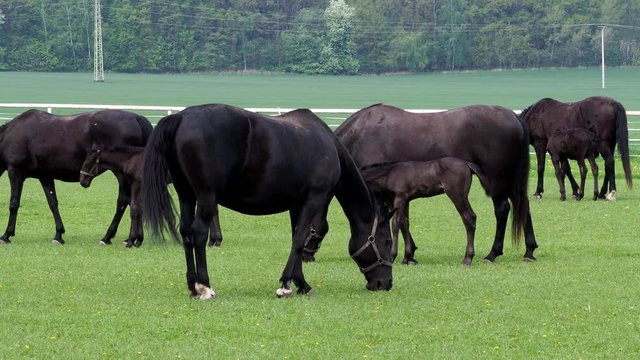 Horses with foals in a ranch. The group contains mostly mares with their foals.